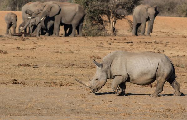 Tau Game Lodge Madikwe Vadrezervátum Kültér fotó